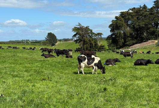 Miraka Cows Grazing 3
