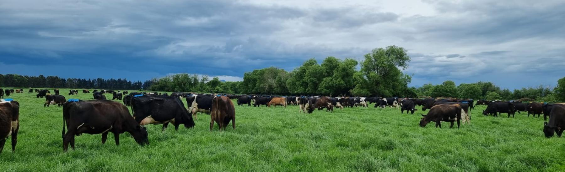 Patiki Cows Grazing